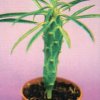 Euphorbia bubalina-